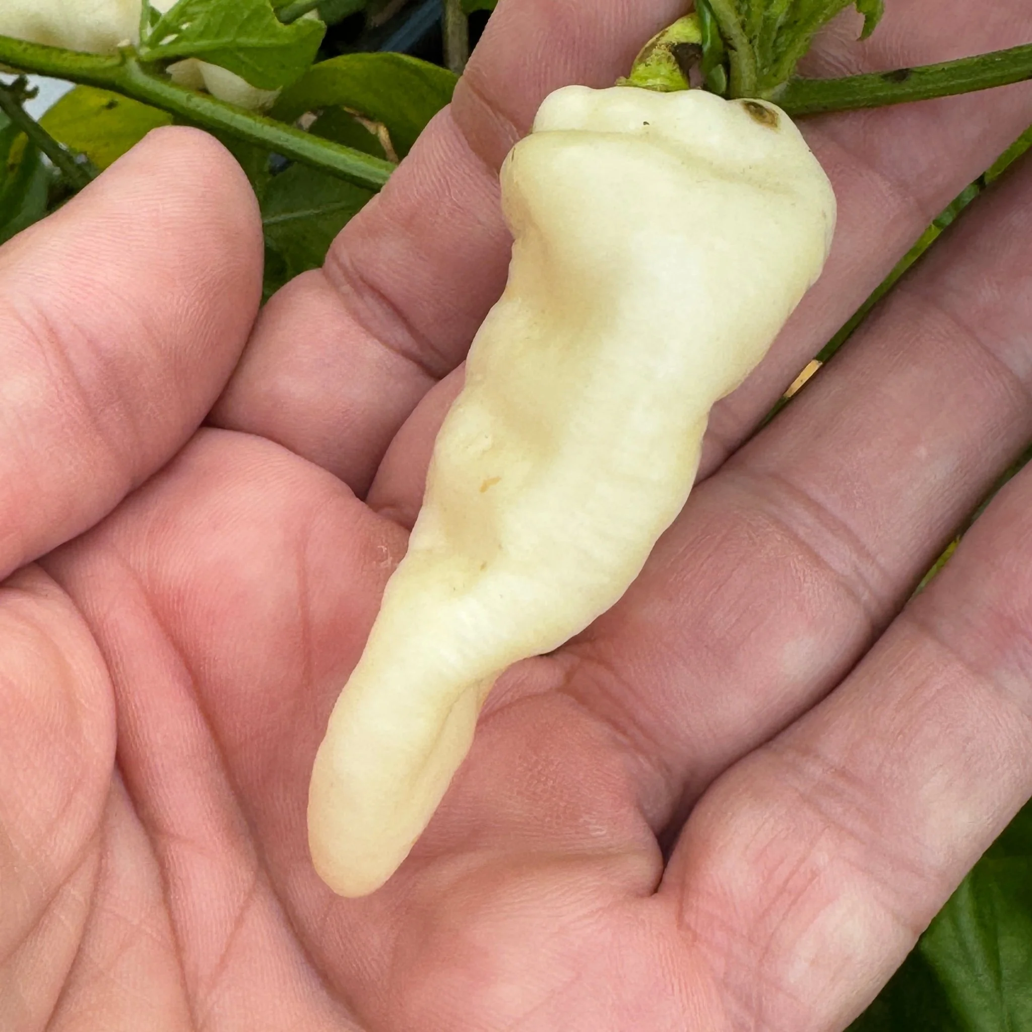 Banestrain White - Seeds - Image 2