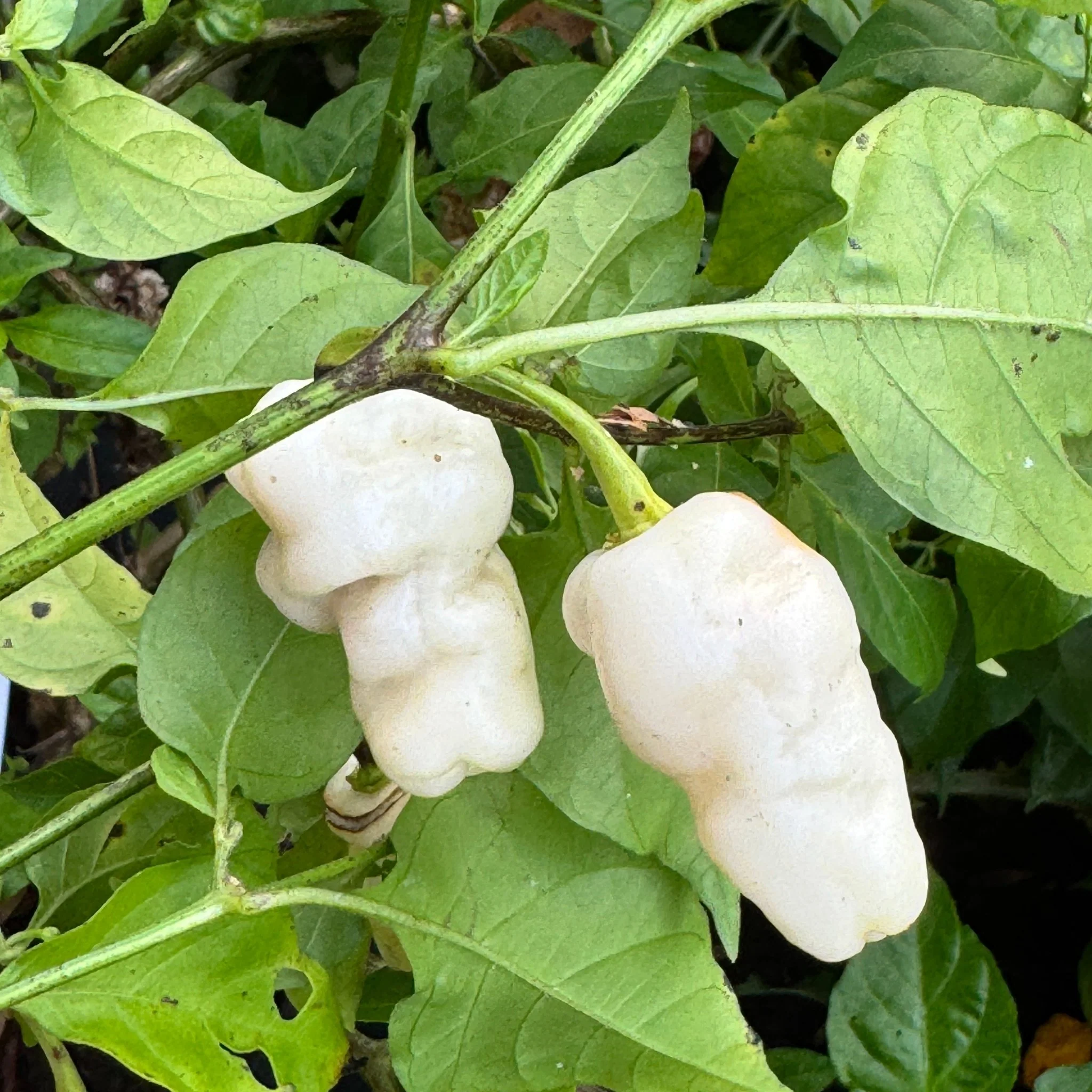 Banestrain White - Seeds - Image 3