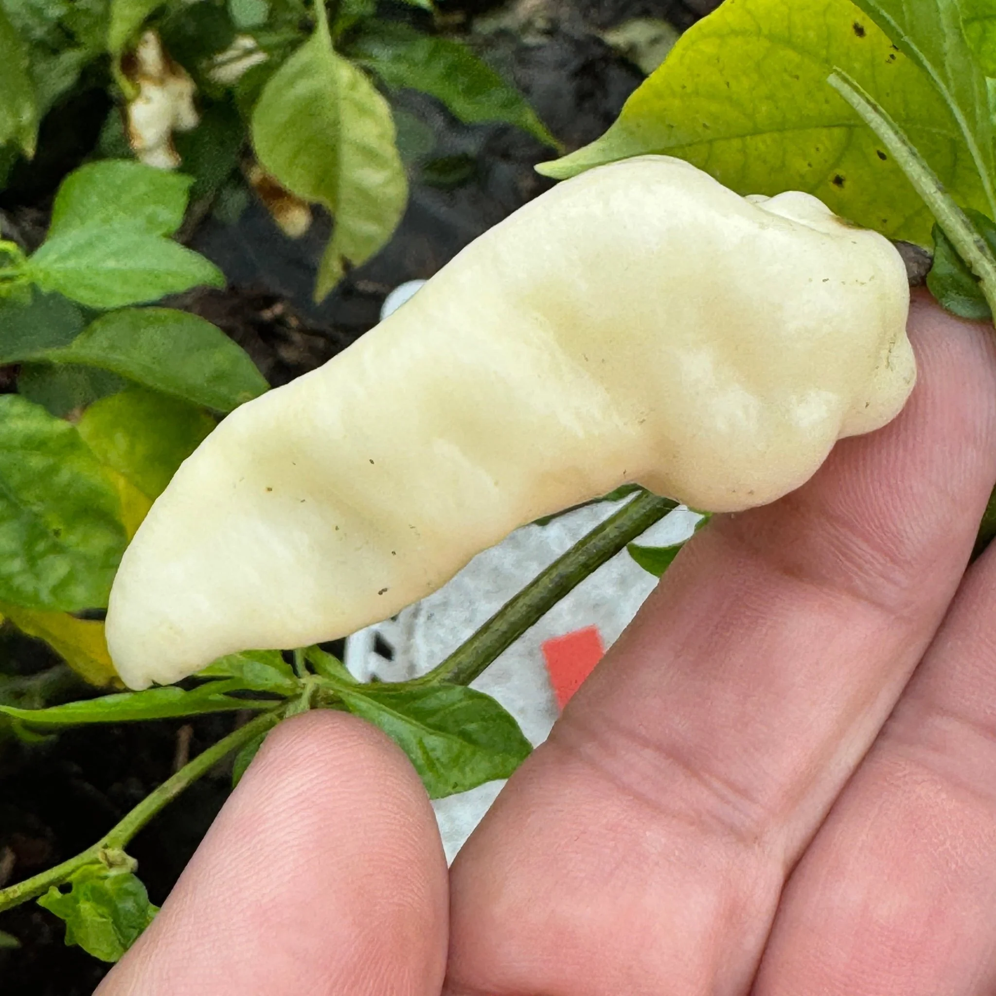 Banestrain White - Seeds - Image 4