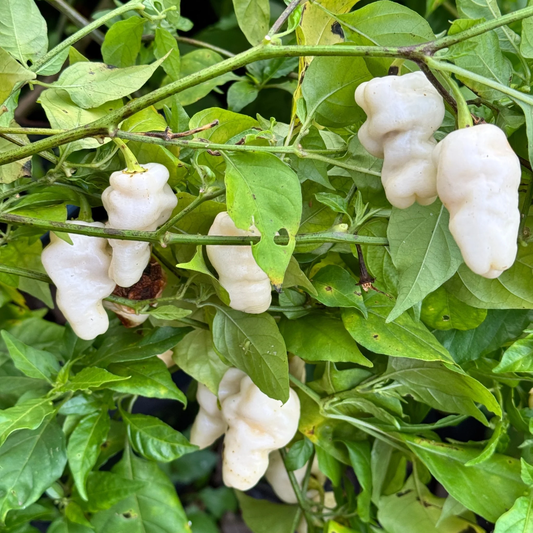 Banestrain White - Seeds - Image 5
