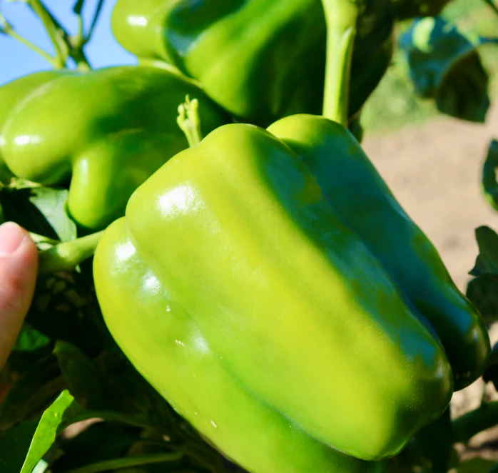 Baron Hybrid Pepper Seeds - Image 2