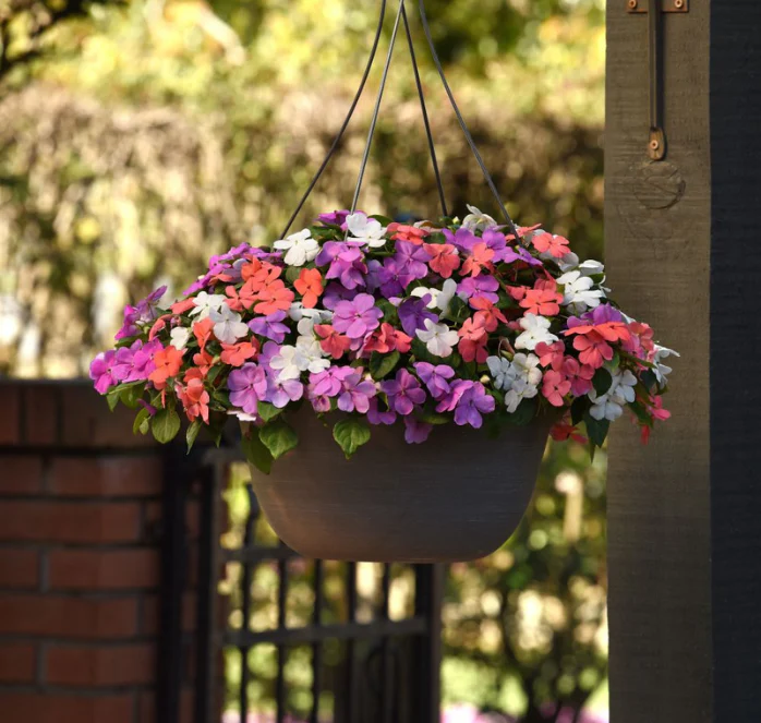 Beacon Pearl Island Mix Impatiens Seeds - Image 2