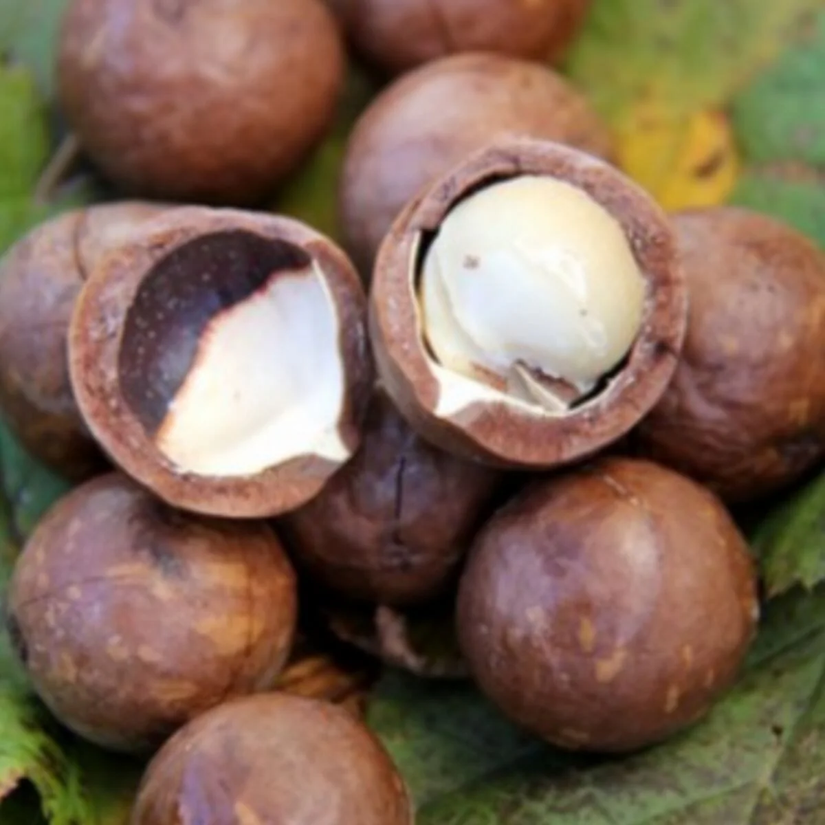 Beaumont Macadamia Nut Tree Seedling - High Yield Macadamia Integrifolia Hybrid for Gardens - Image 2