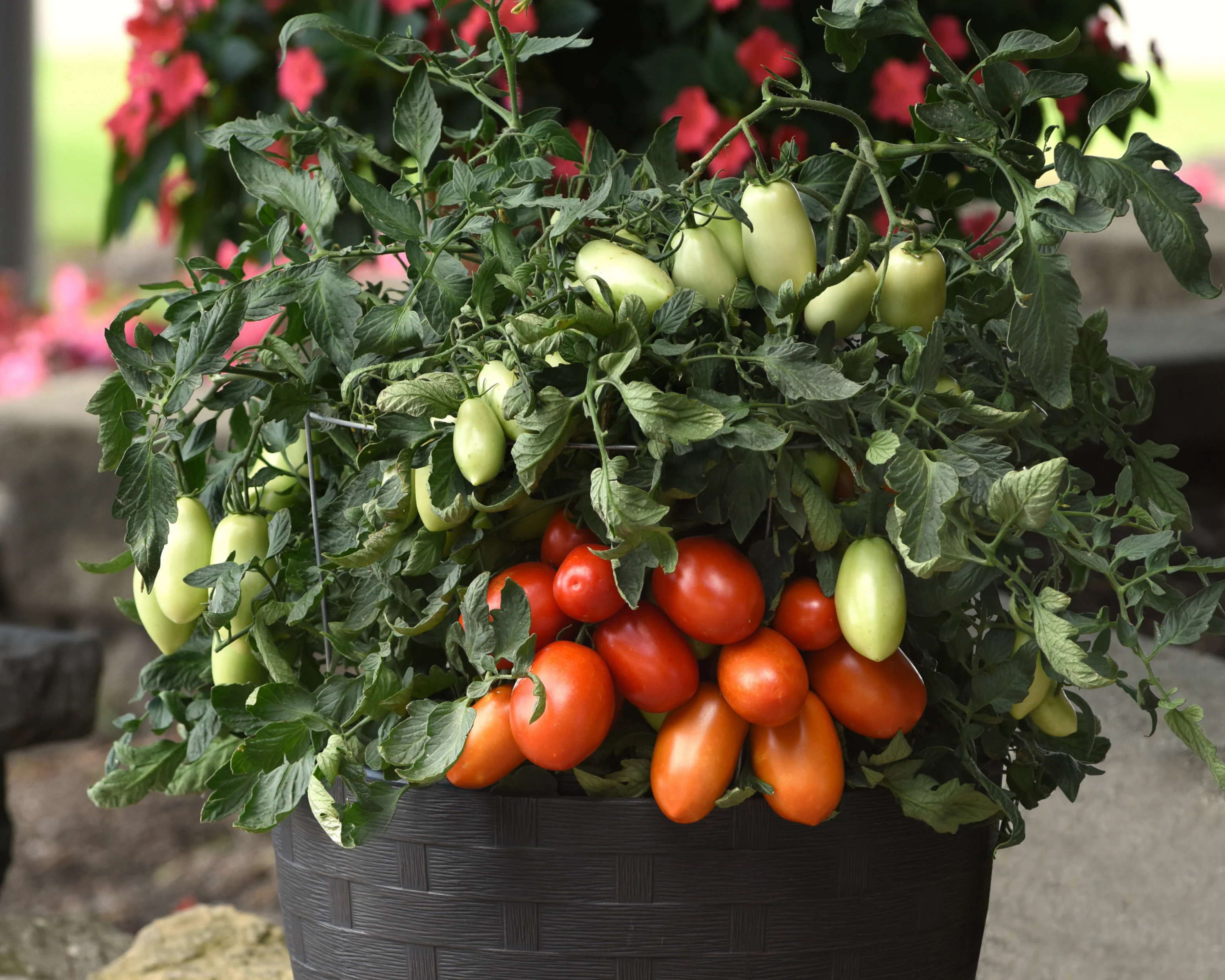 Bellatrix Hybrid Tomato Seeds - Image 2