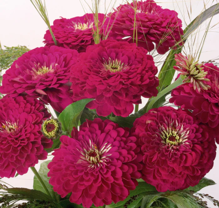 Benary's Giant Wine Zinnia Seeds - Image 2