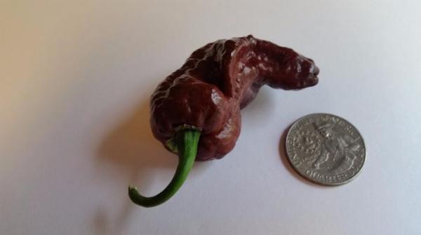 Bhut Jolokia Chocolate Ghost - Seeds - Image 10