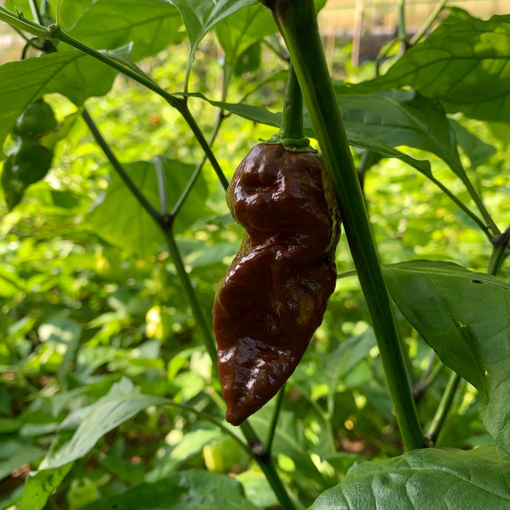 Bhut Jolokia Chocolate Ghost - Seeds - Image 2
