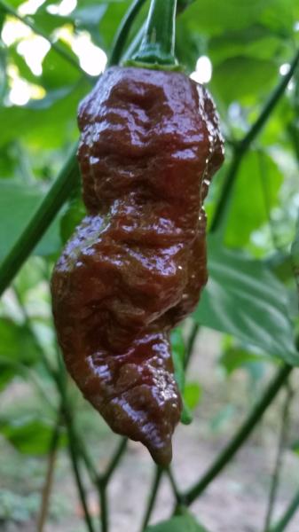 Bhut Jolokia Chocolate Ghost - Seeds - Image 3