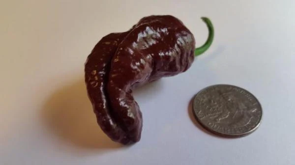 Bhut Jolokia Chocolate Ghost - Seeds - Image 4