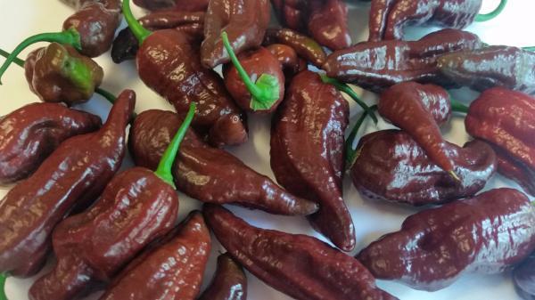 Bhut Jolokia Chocolate Ghost - Seeds - Image 5