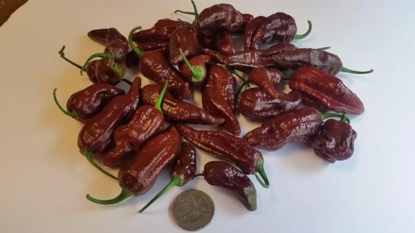 Bhut Jolokia Chocolate Ghost - Seeds - Image 6