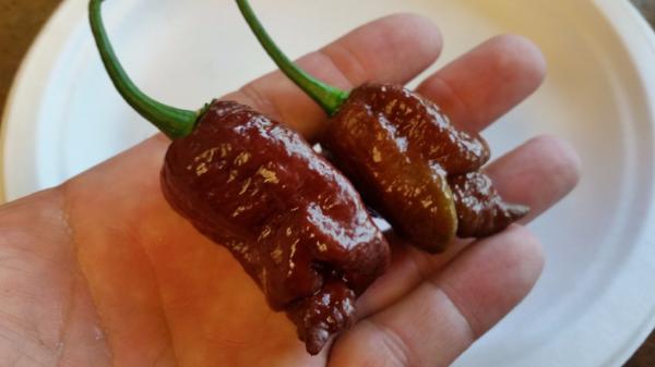 Bhut Jolokia Chocolate Ghost - Seeds - Image 7
