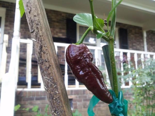 Bhut Jolokia Chocolate Ghost - Seeds - Image 8