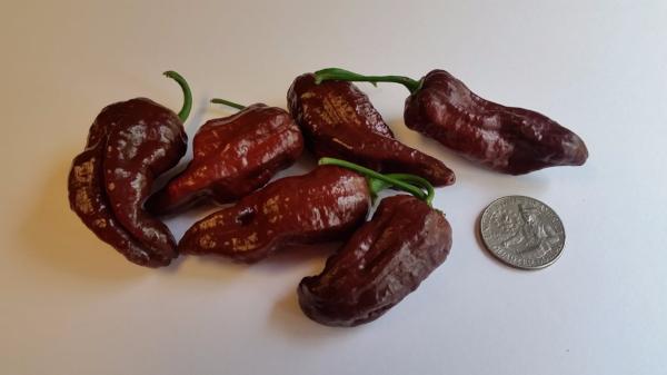 Bhut Jolokia Chocolate Ghost - Seeds - Image 9