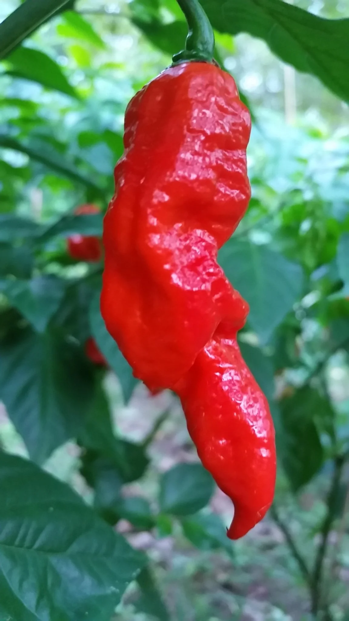 Bhut Jolokia Ghost - Seeds - Image 2