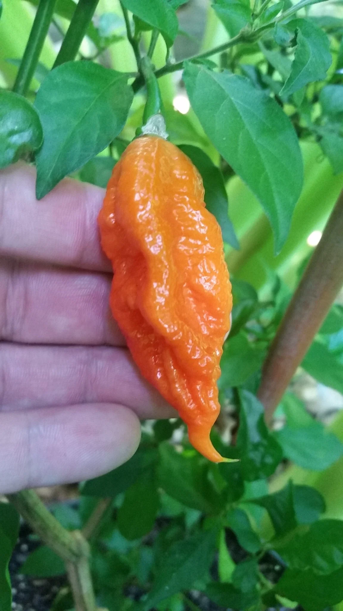 Bhut Jolokia Ghost - Seeds - Image 3