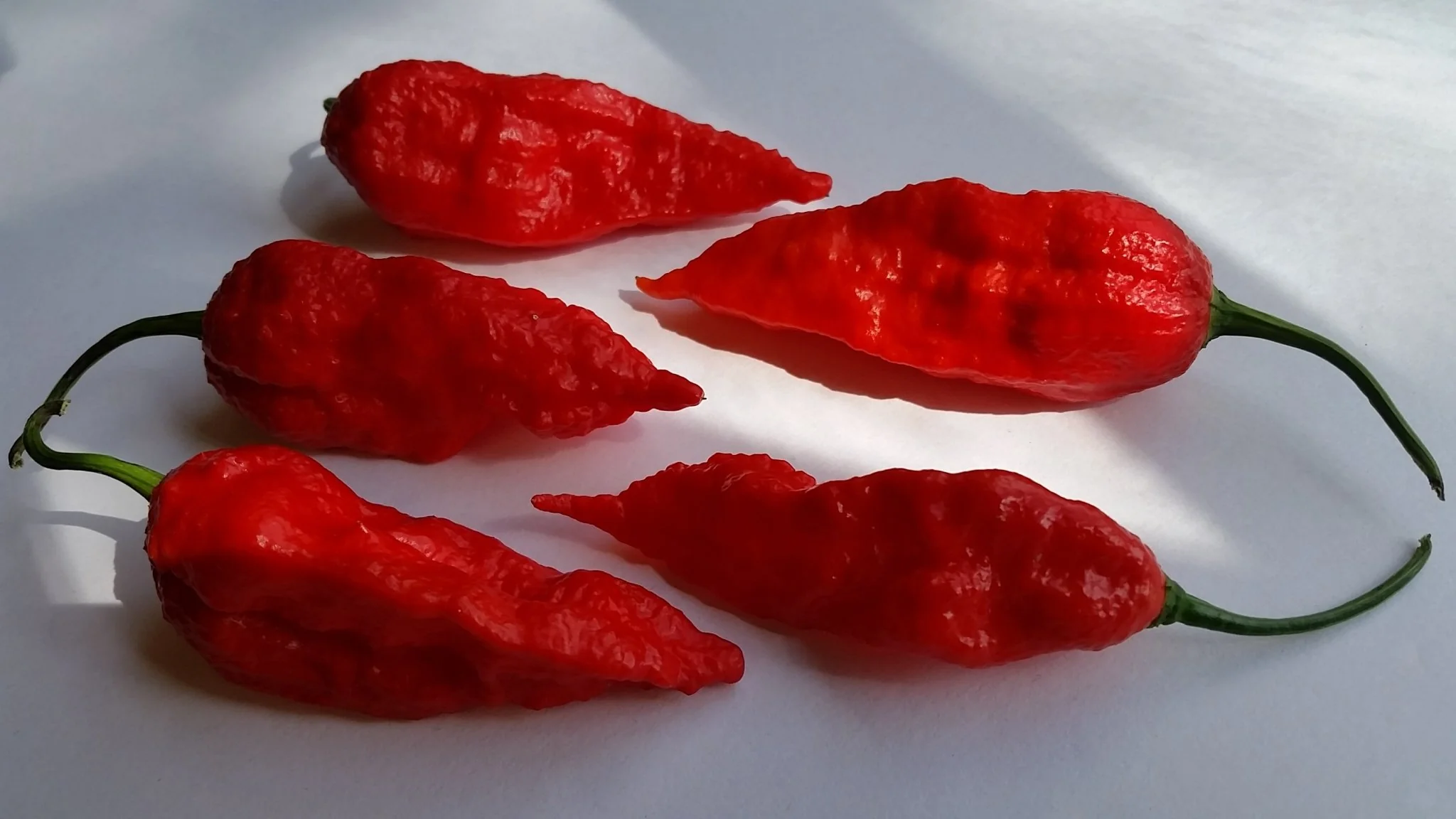 Bhut Jolokia Ghost - Seeds - Image 4