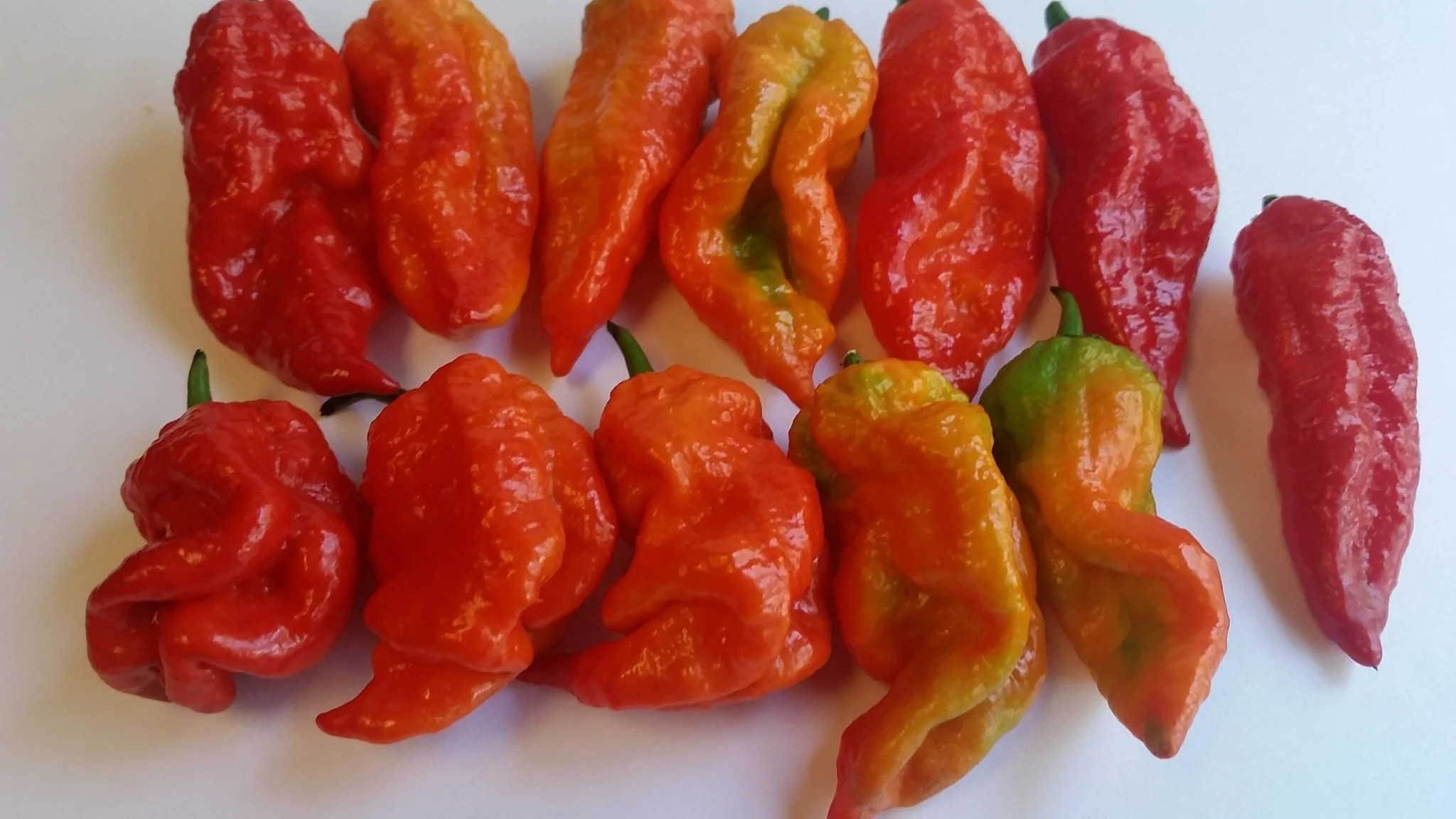 Bhut Jolokia Ghost - Seeds - Image 5