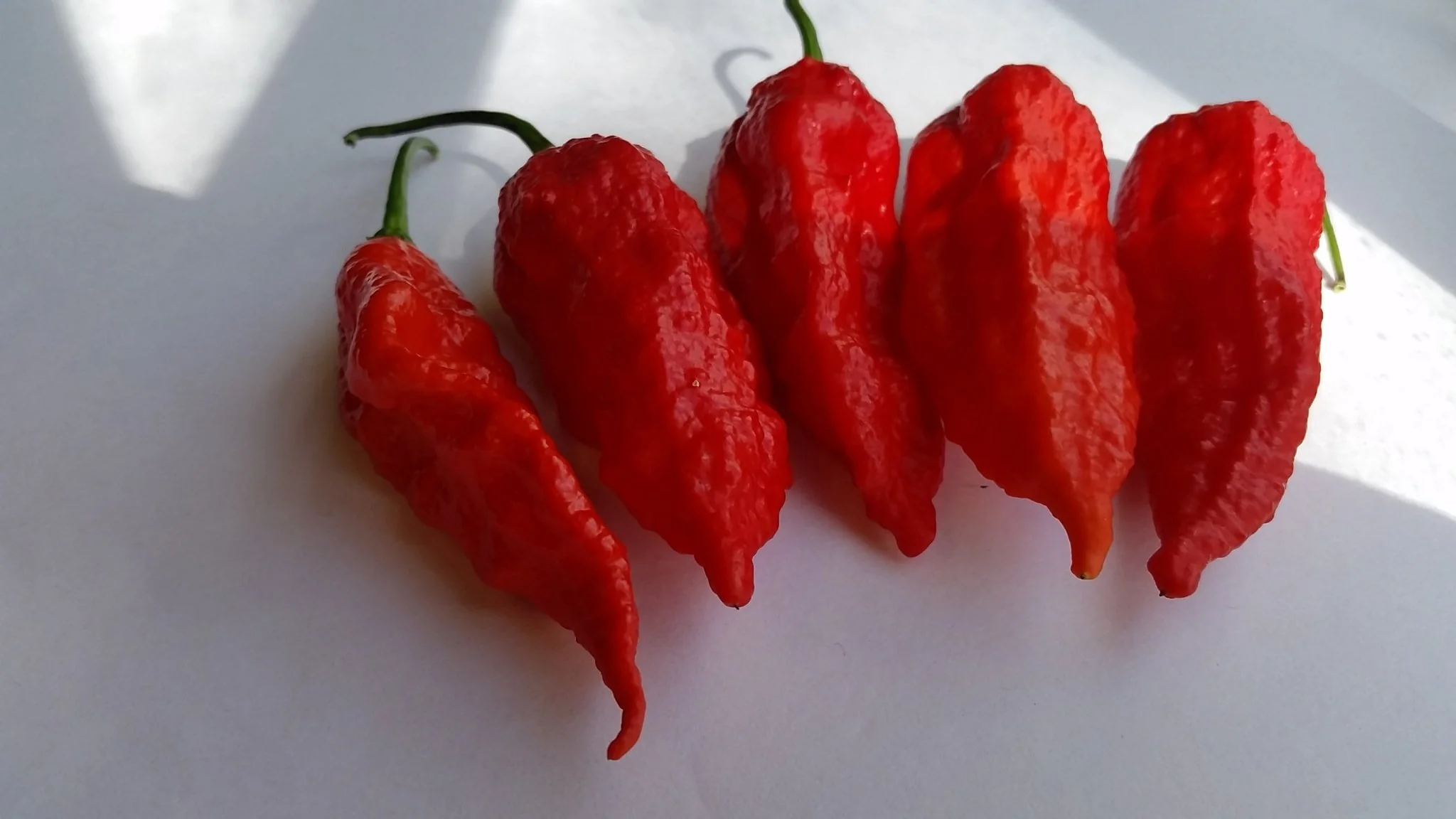 Bhut Jolokia Ghost - Seeds - Image 6