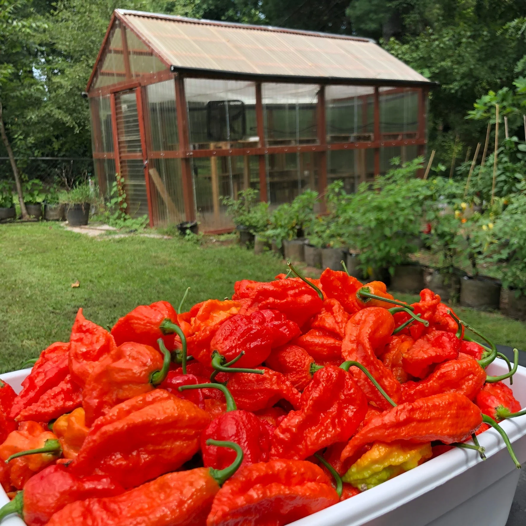 Bhut Jolokia Ghost - Seeds - Image 7