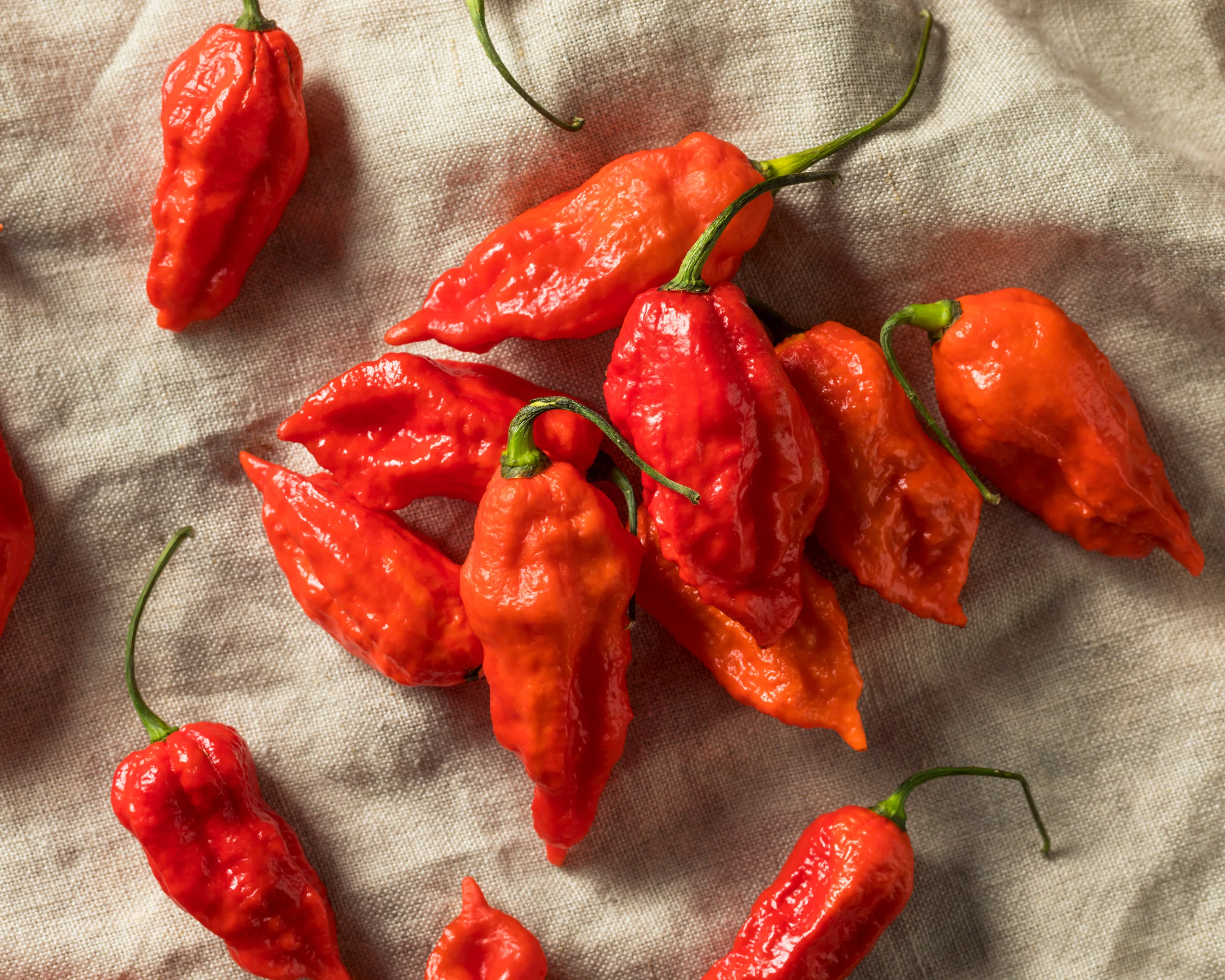 Bhut Jolokia Hot Pepper Seeds - Image 2