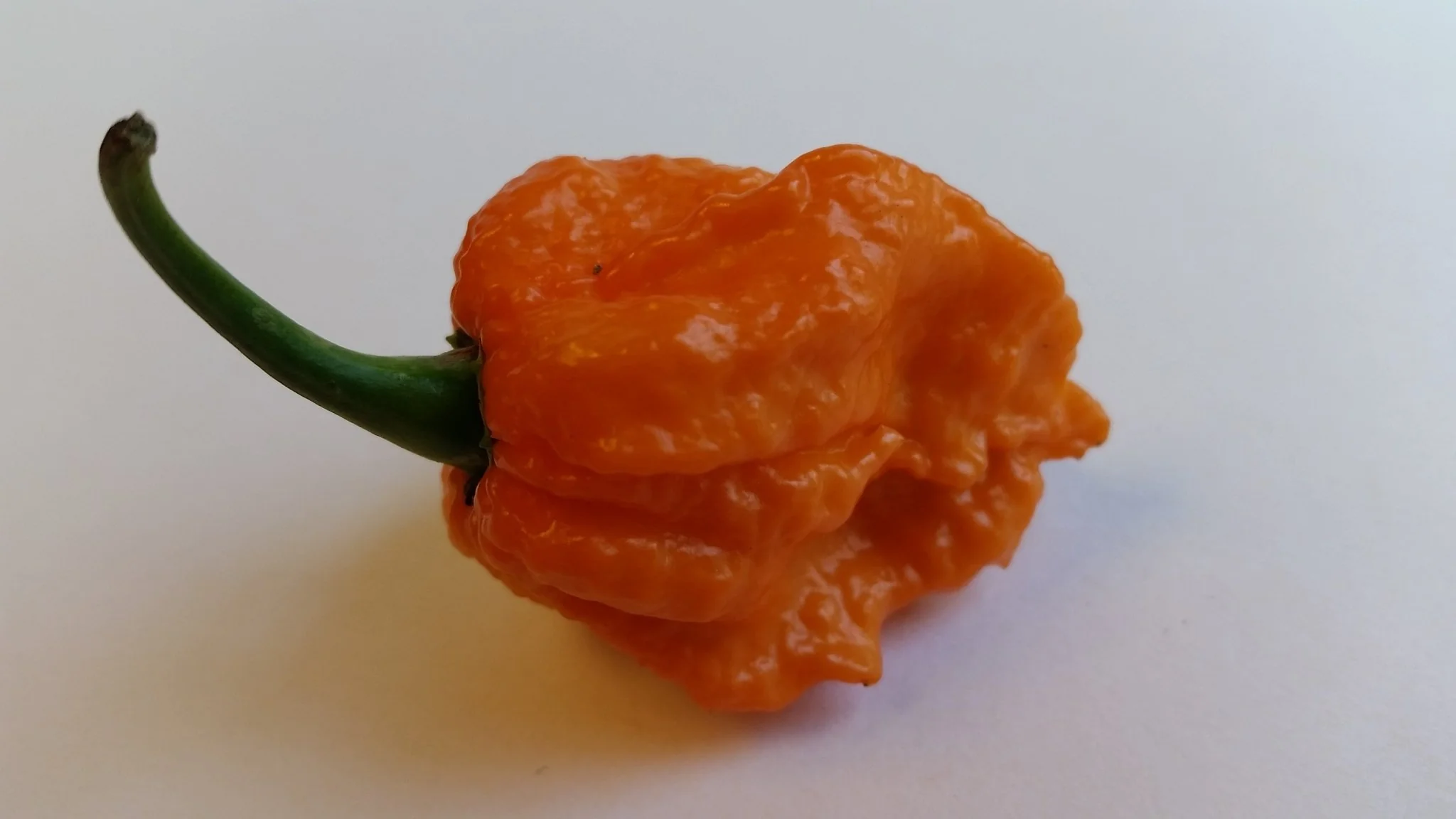 Bhut Jolokia Orange Copenhagen  - Seeds - Image 2