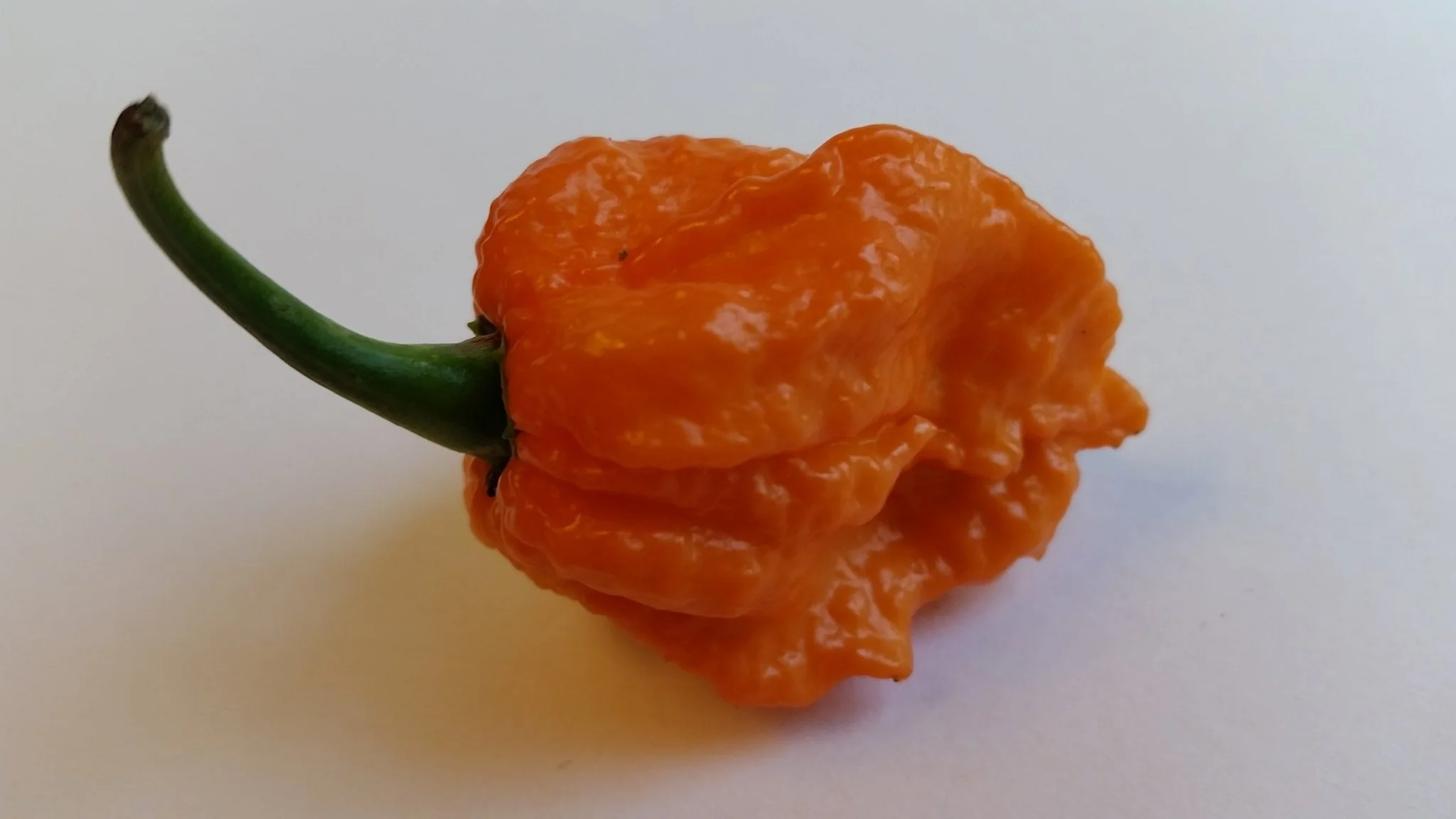 Bhut Jolokia Orange Copenhagen  - Seeds - Image 3