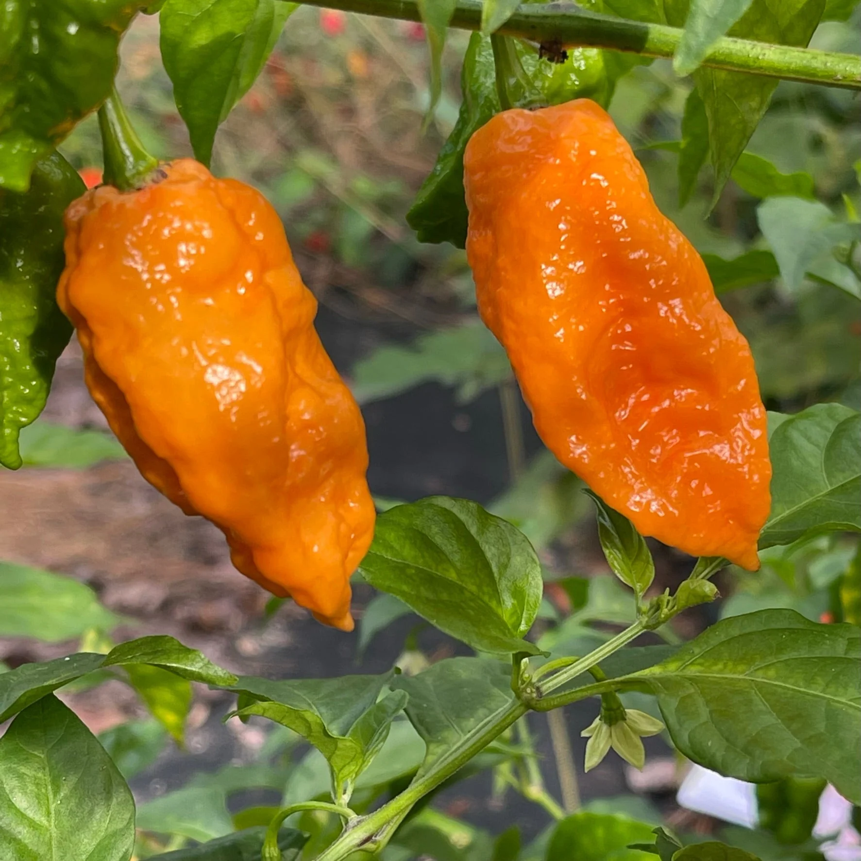 Bhut Jolokia Orange Cream - Seeds - Image 2