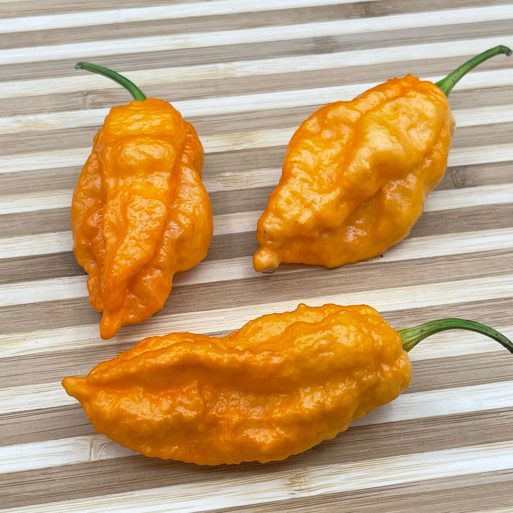 Bhut Jolokia Orange Cream - Seeds - Image 3