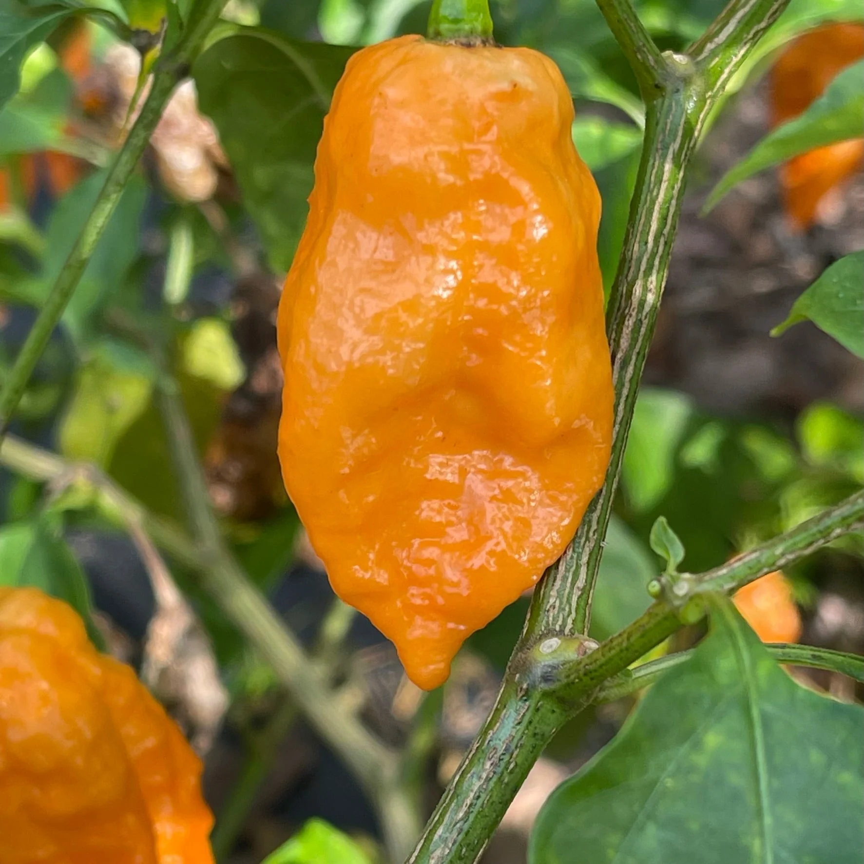 Bhut Jolokia Orange Cream - Seeds - Image 4