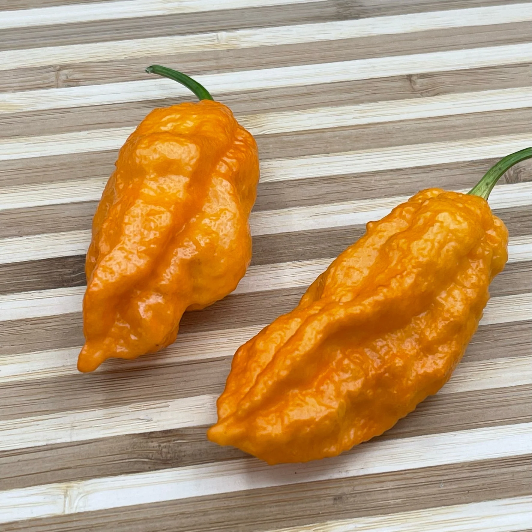 Bhut Jolokia Orange Cream - Seeds - Image 5
