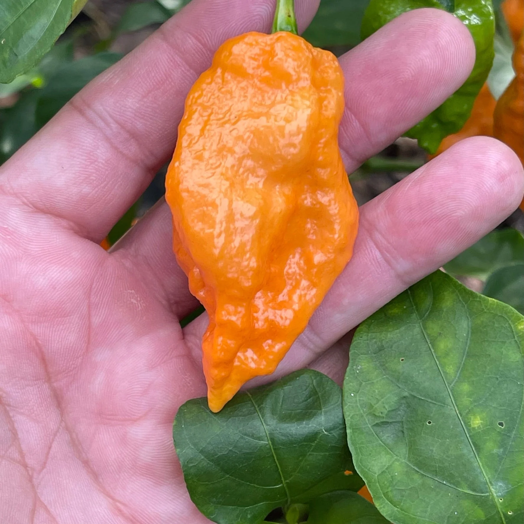 Bhut Jolokia Orange Cream - Seeds - Image 6