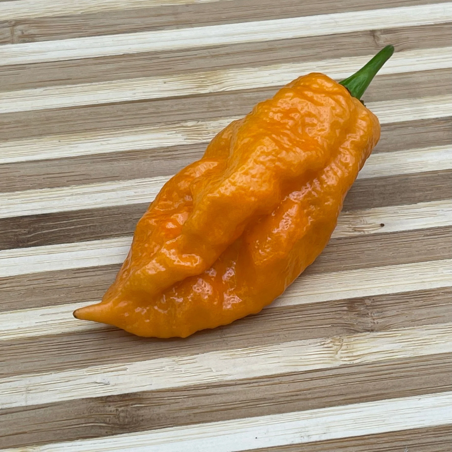 Bhut Jolokia Orange Cream - Seeds - Image 7