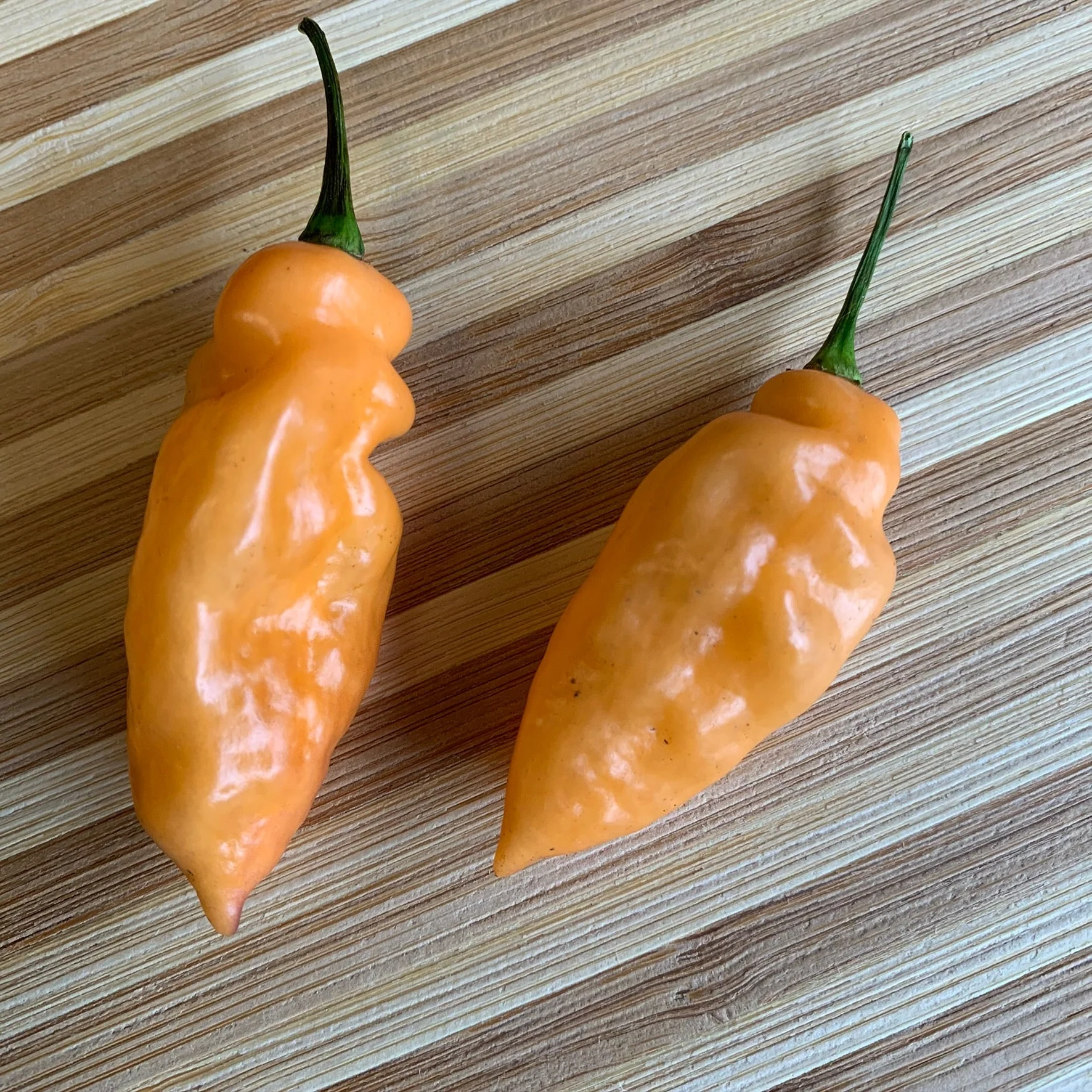 Bhut Jolokia Peach x Pimenta de Neyde - Seeds - Image 3
