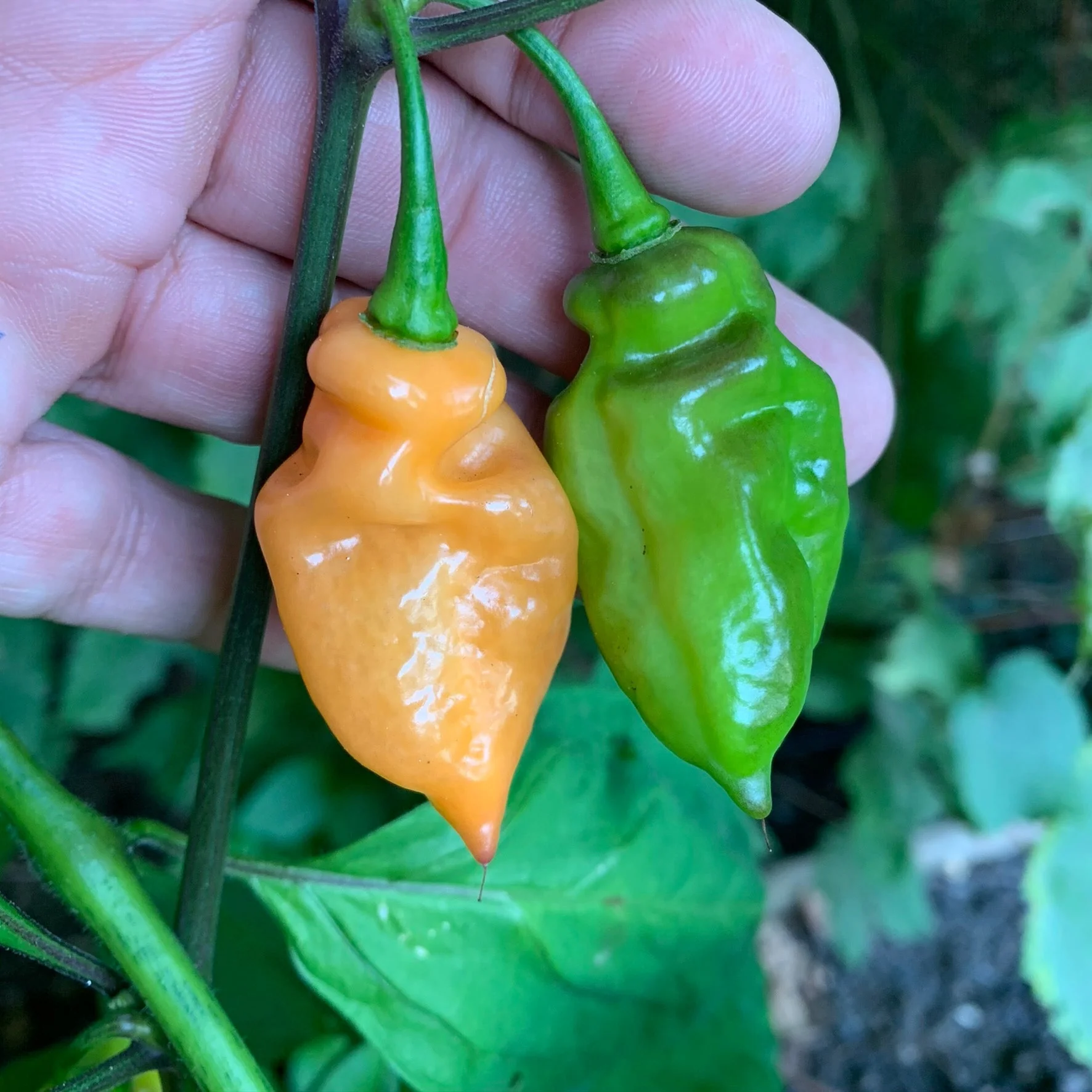 Bhut Jolokia Peach x Pimenta de Neyde - Seeds - Image 7