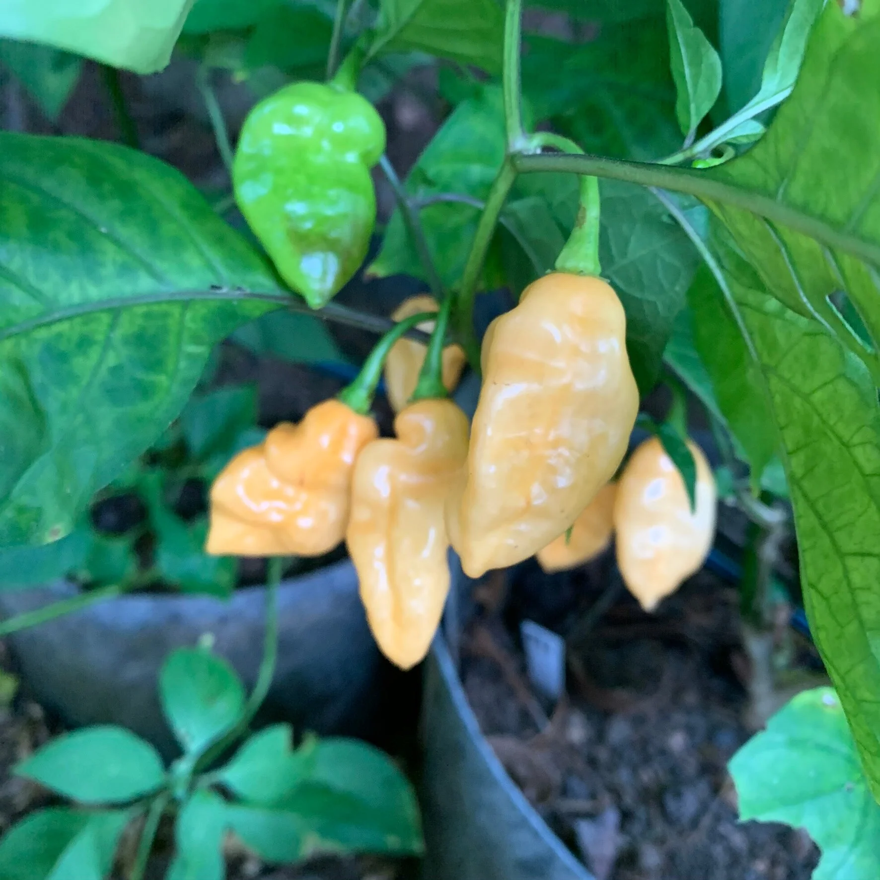 Bhut Jolokia Peach x Pimenta de Neyde - Seeds - Image 8