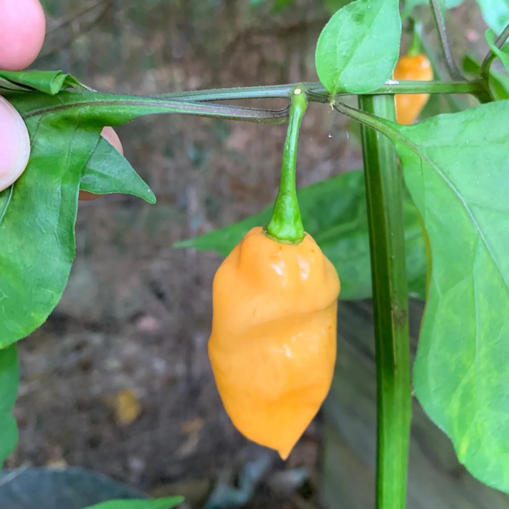 Bhut Jolokia Peach x Pimenta de Neyde - Seeds - Image 9