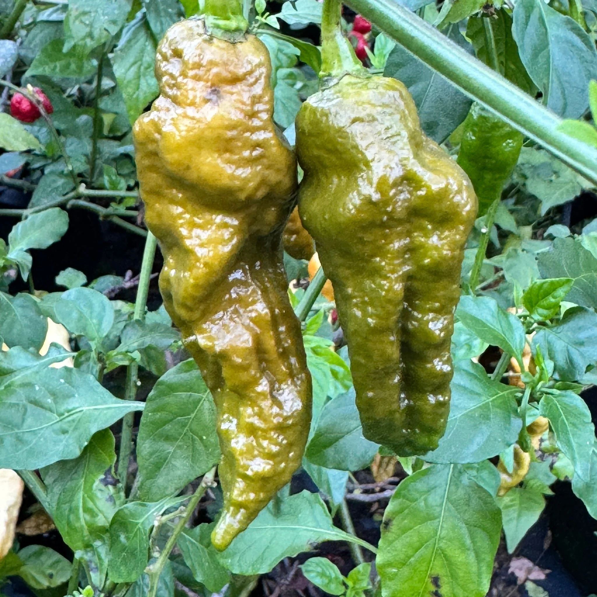 Bhut Jolokia Solid Gold - Seeds - Image 2