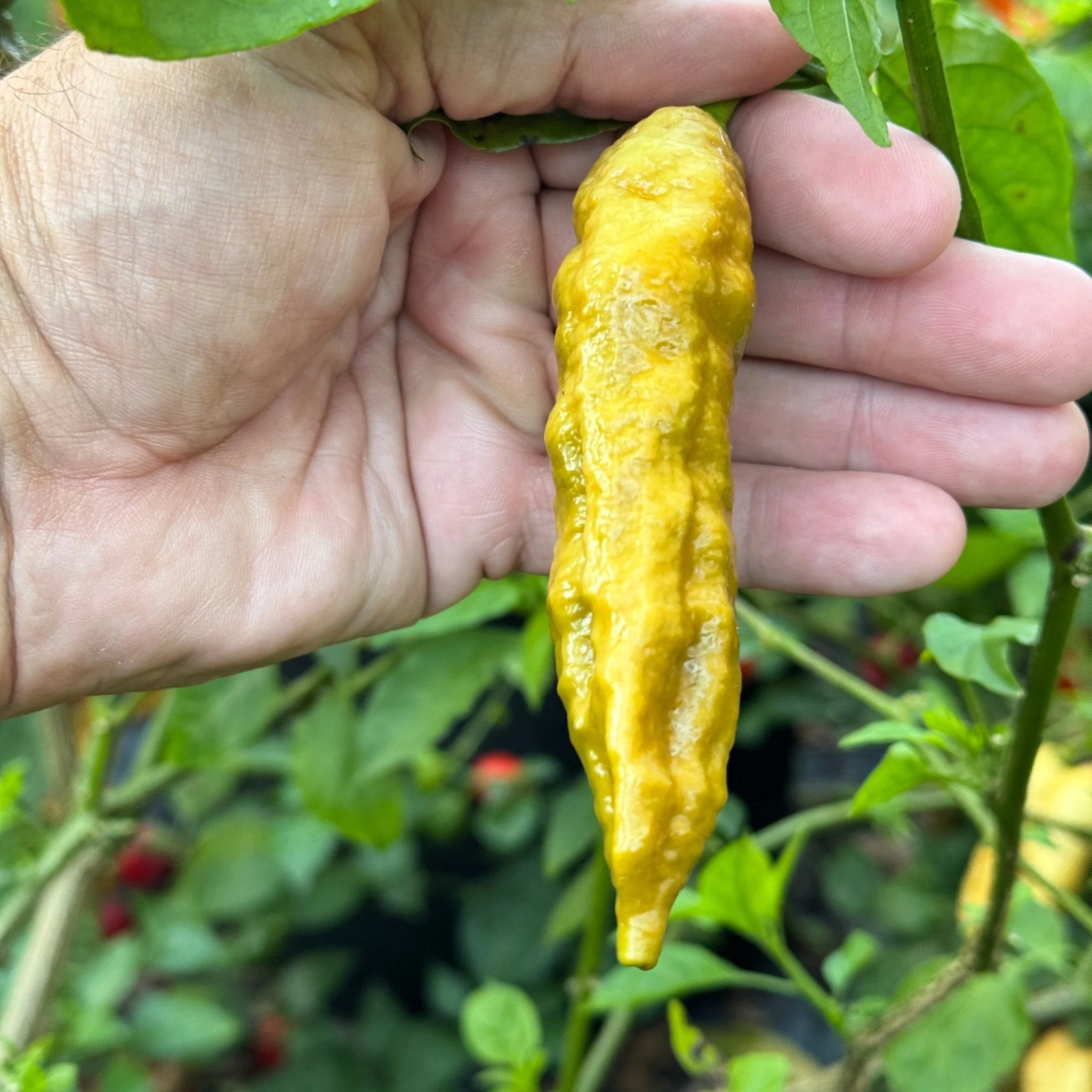 Bhut Jolokia Solid Gold - Seeds - Image 3