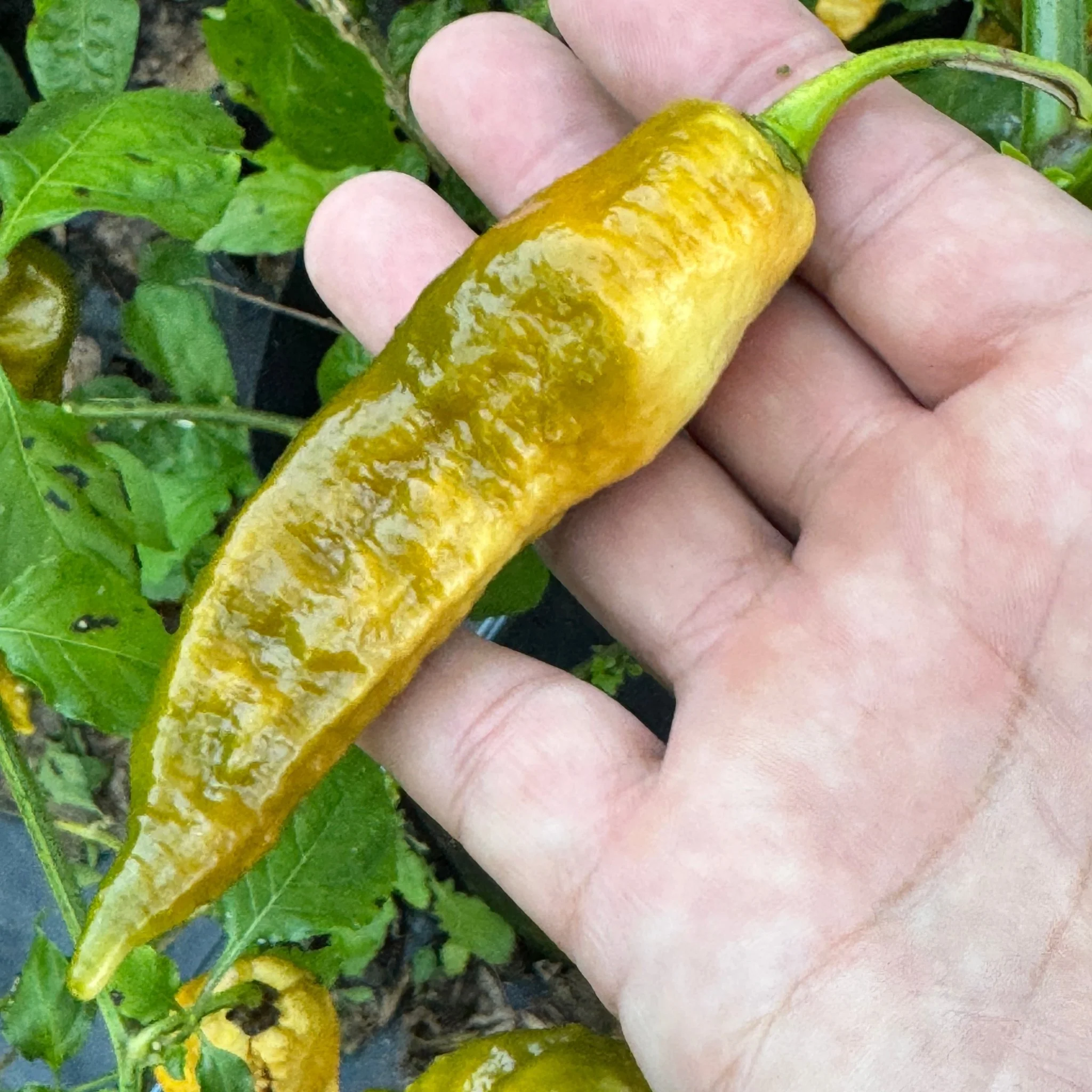 Bhut Jolokia Solid Gold - Seeds - Image 4