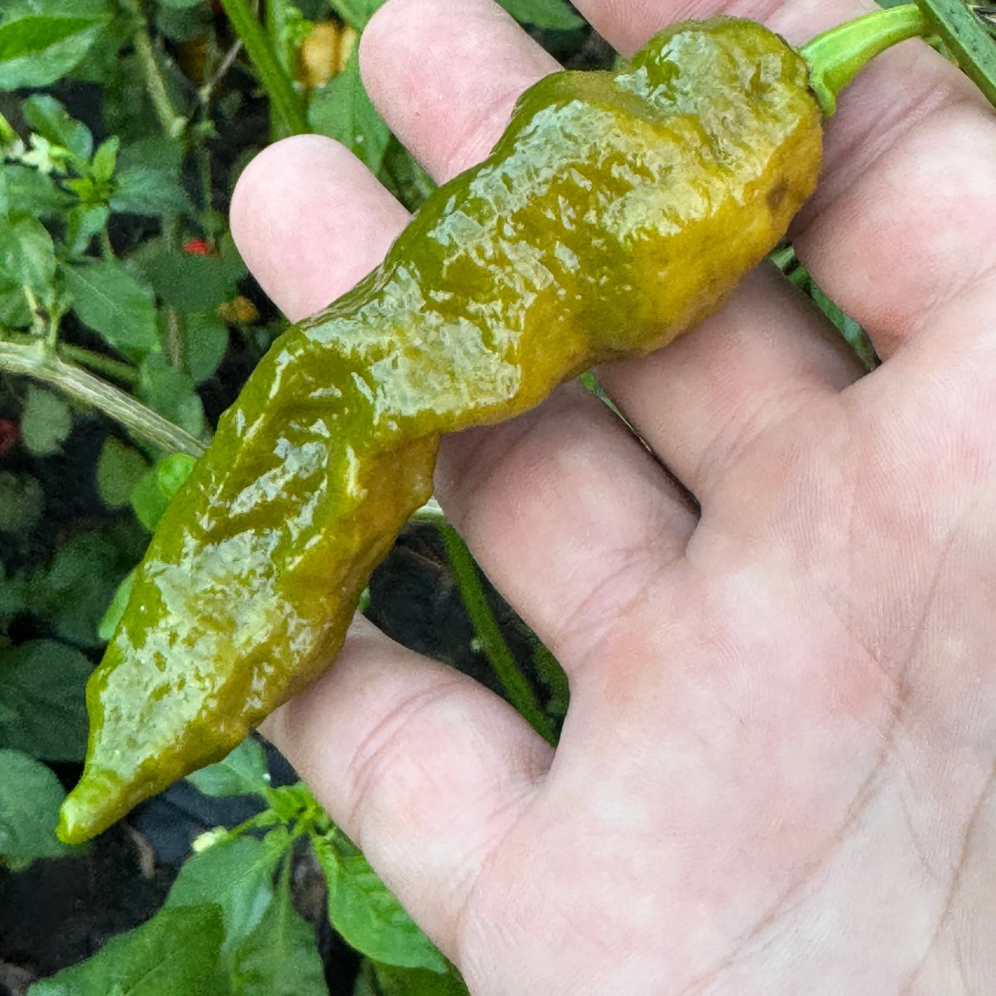Bhut Jolokia Solid Gold - Seeds - Image 5