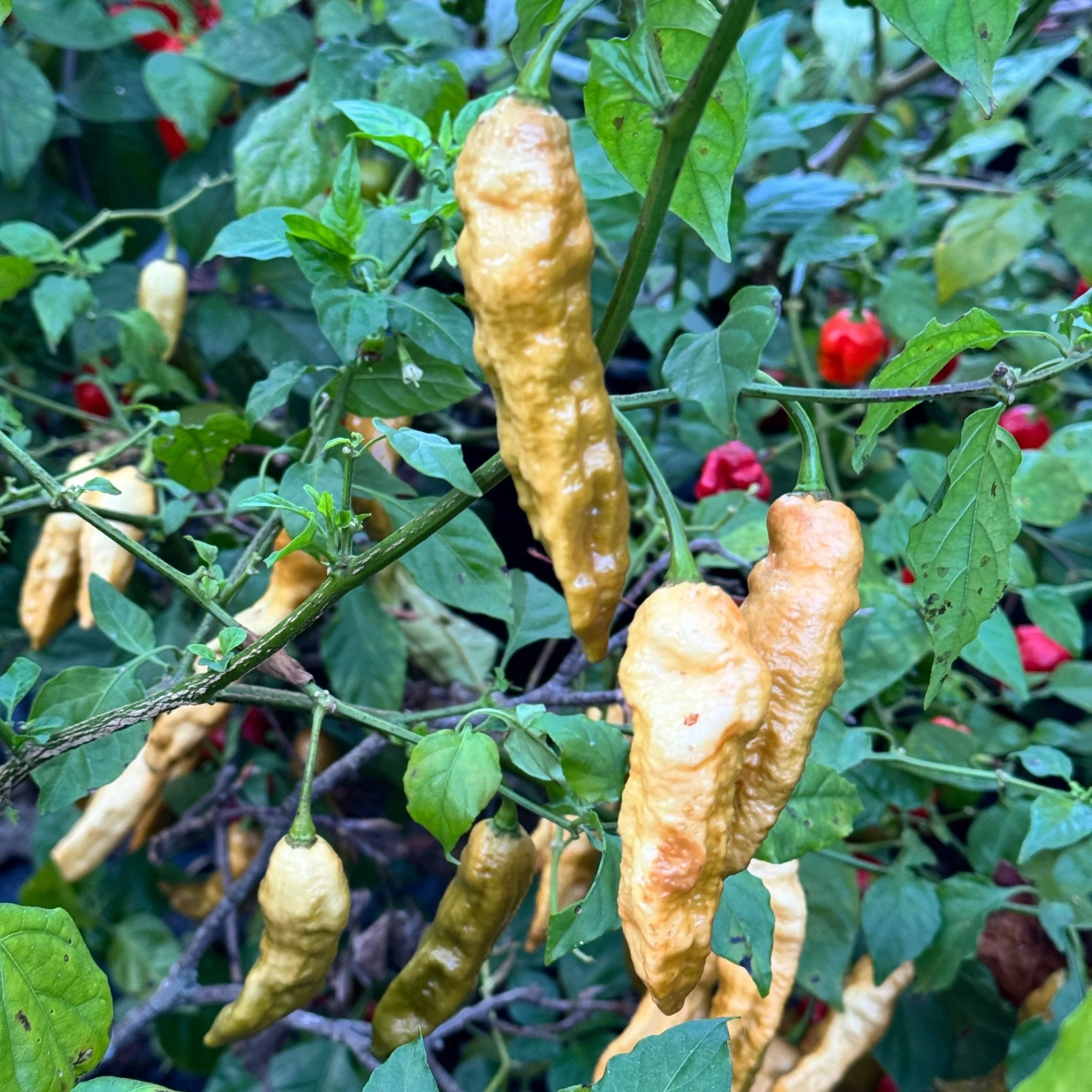 Bhut Jolokia Solid Gold - Seeds - Image 6