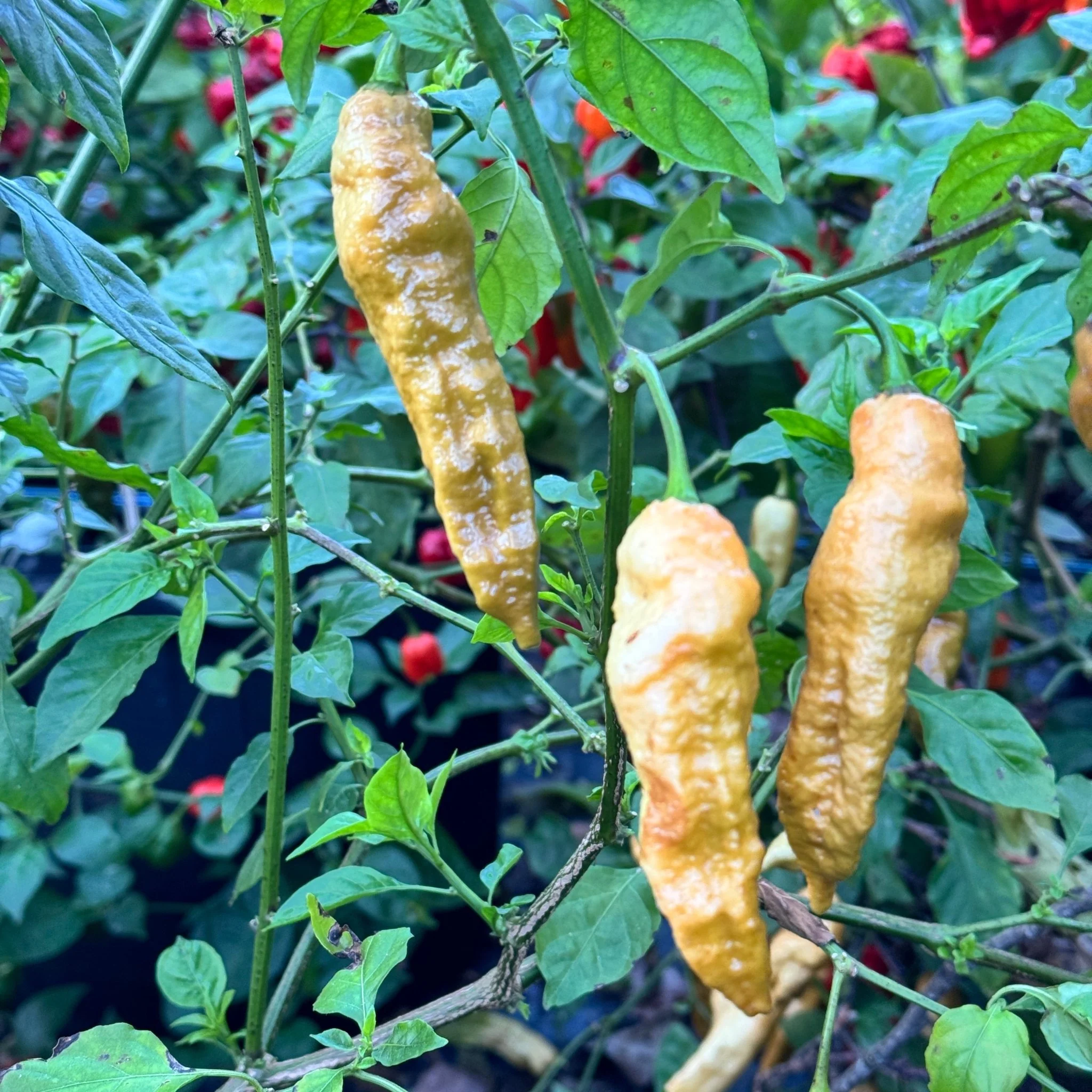 Bhut Jolokia Solid Gold - Seeds - Image 7