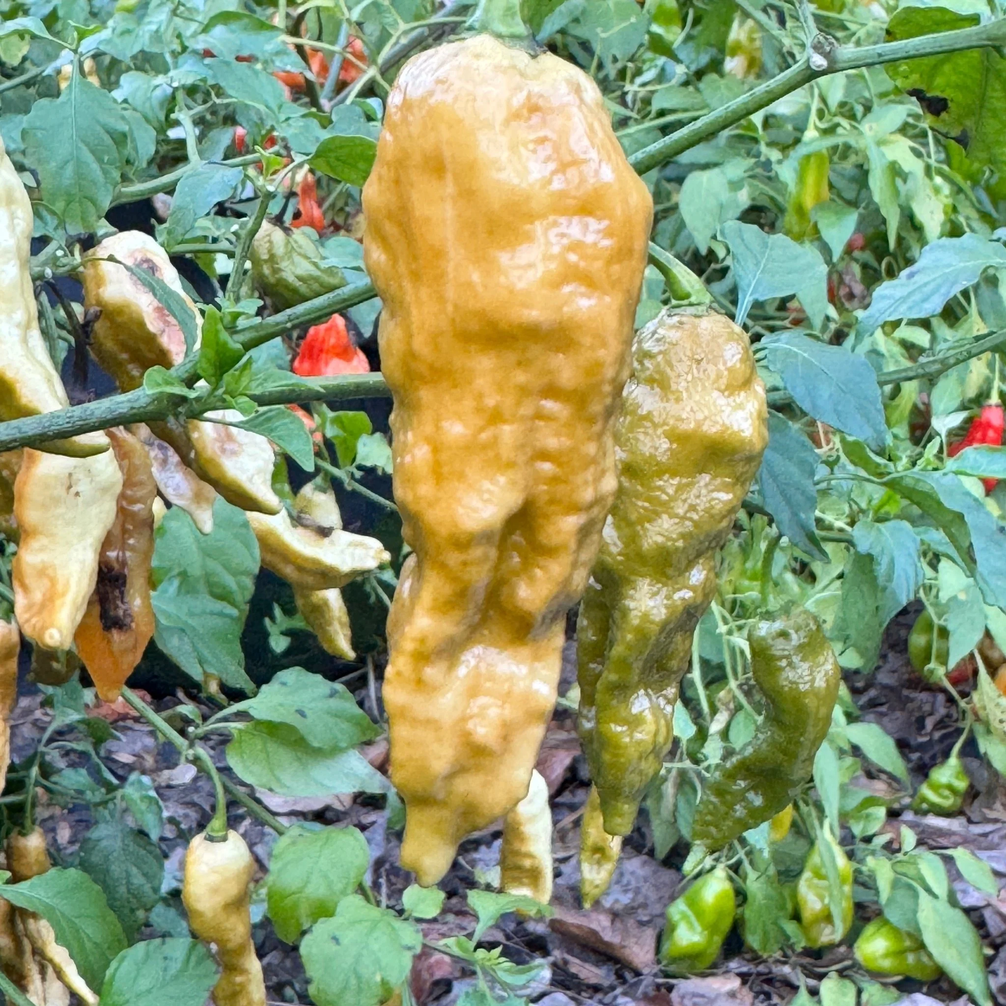 Bhut Jolokia Solid Gold - Seeds - Image 8