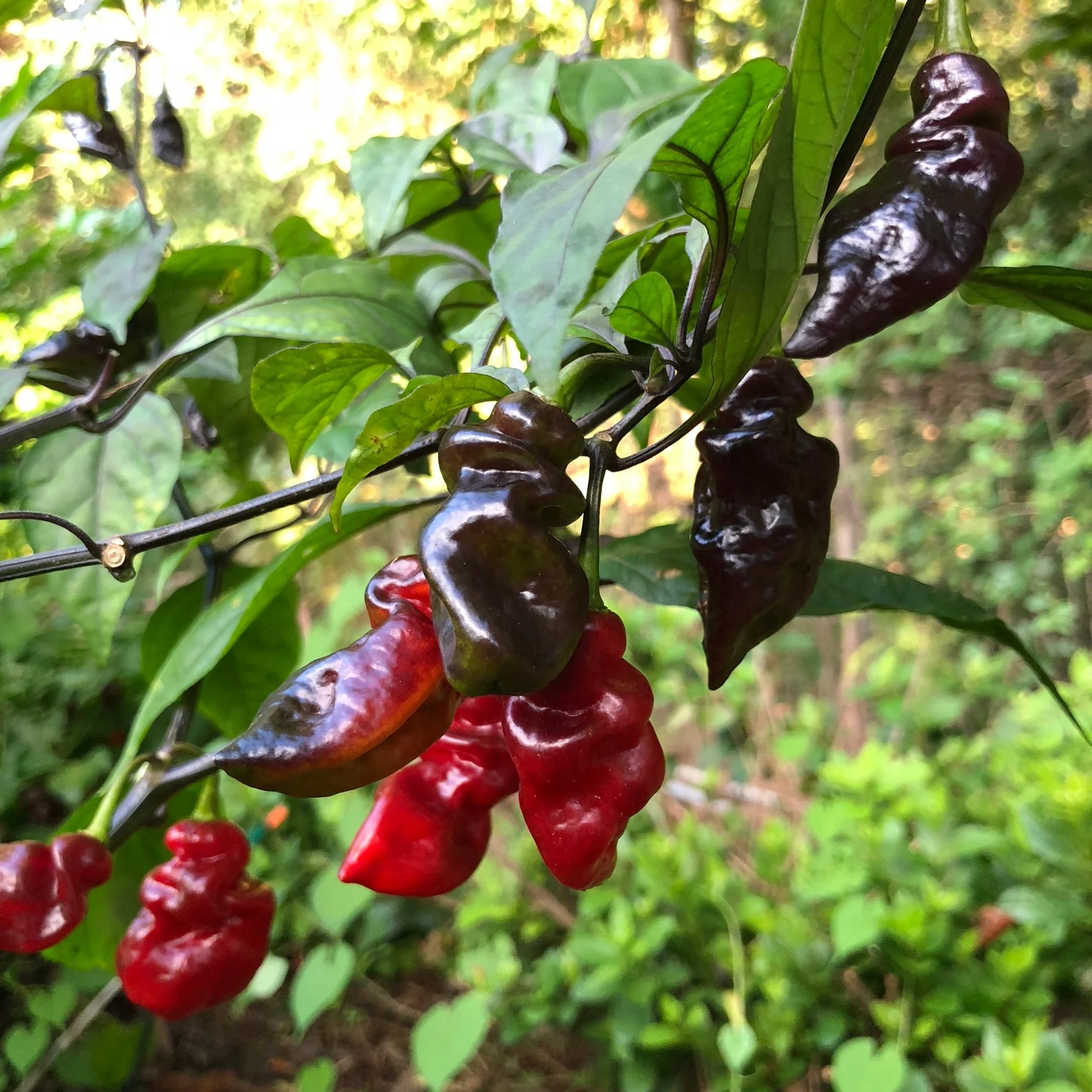 Bhut Jolokia x Pimenta de Neyde - Seeds - Image 2
