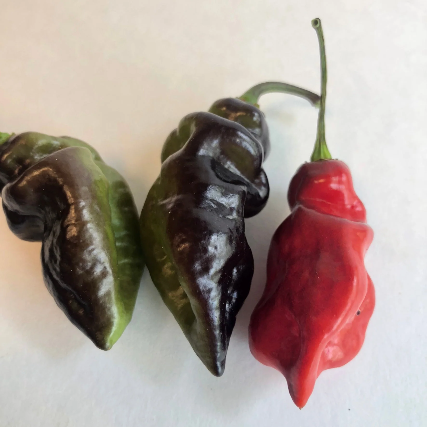 Bhut Jolokia x Pimenta de Neyde - Seeds - Image 3