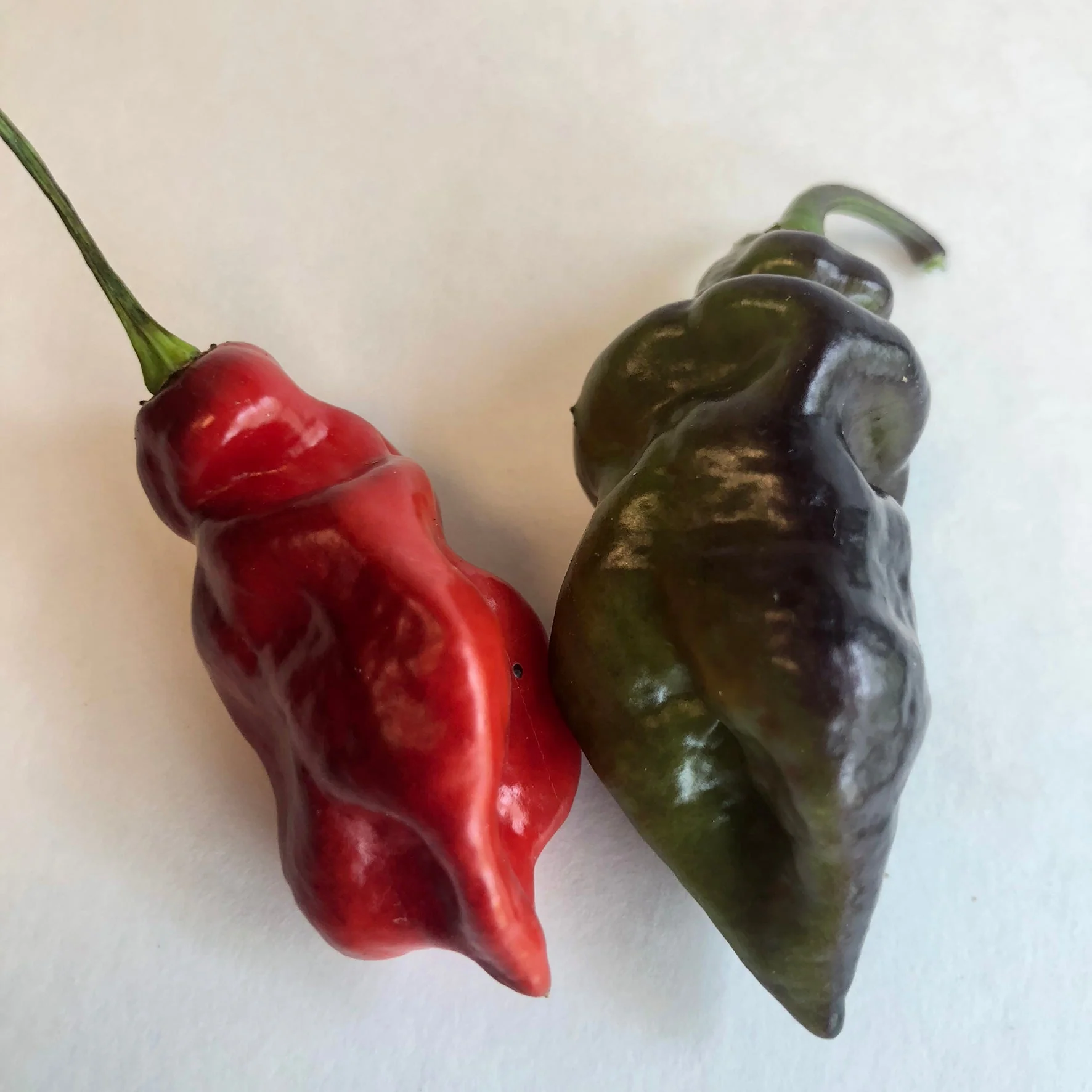 Bhut Jolokia x Pimenta de Neyde - Seeds - Image 4