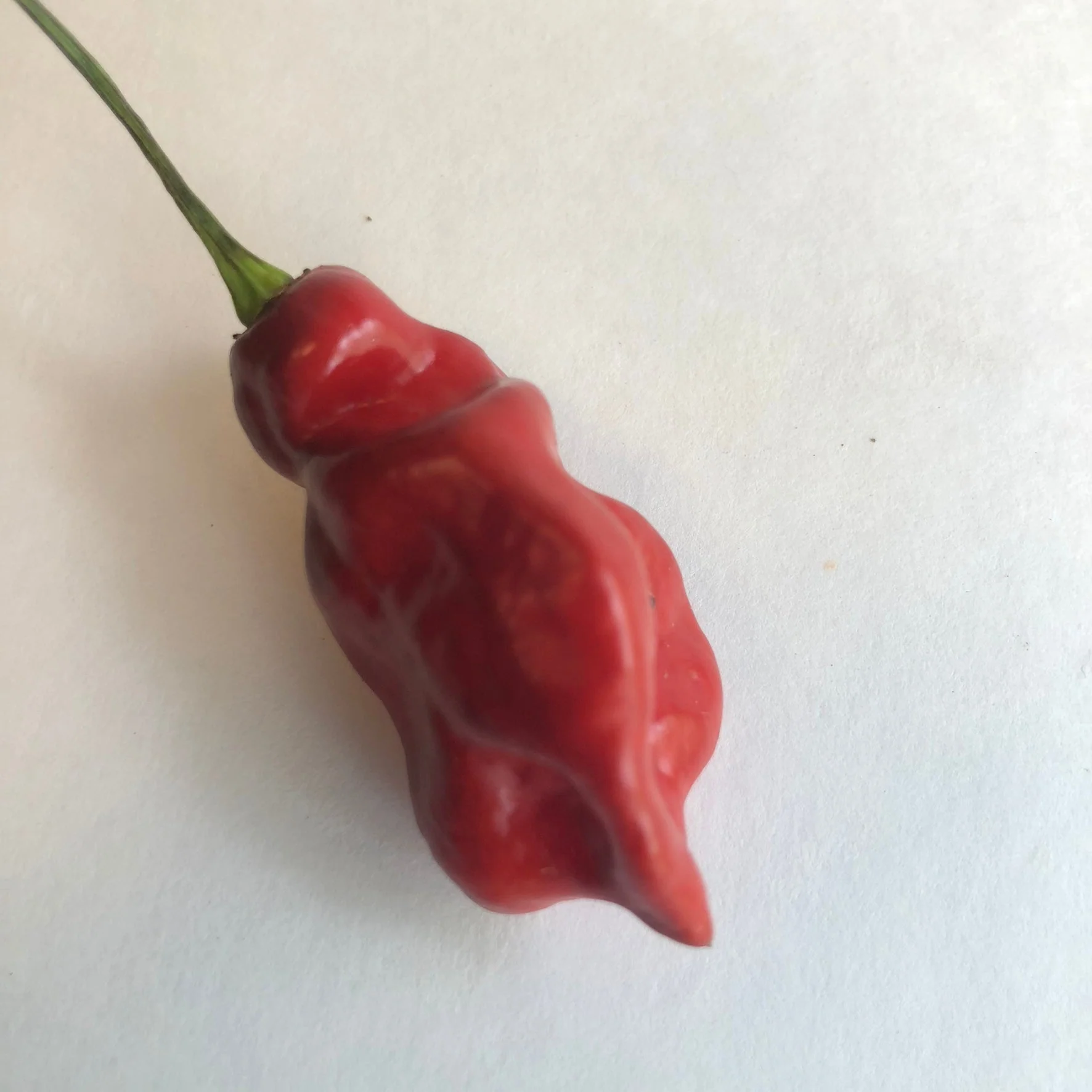 Bhut Jolokia x Pimenta de Neyde - Seeds - Image 5