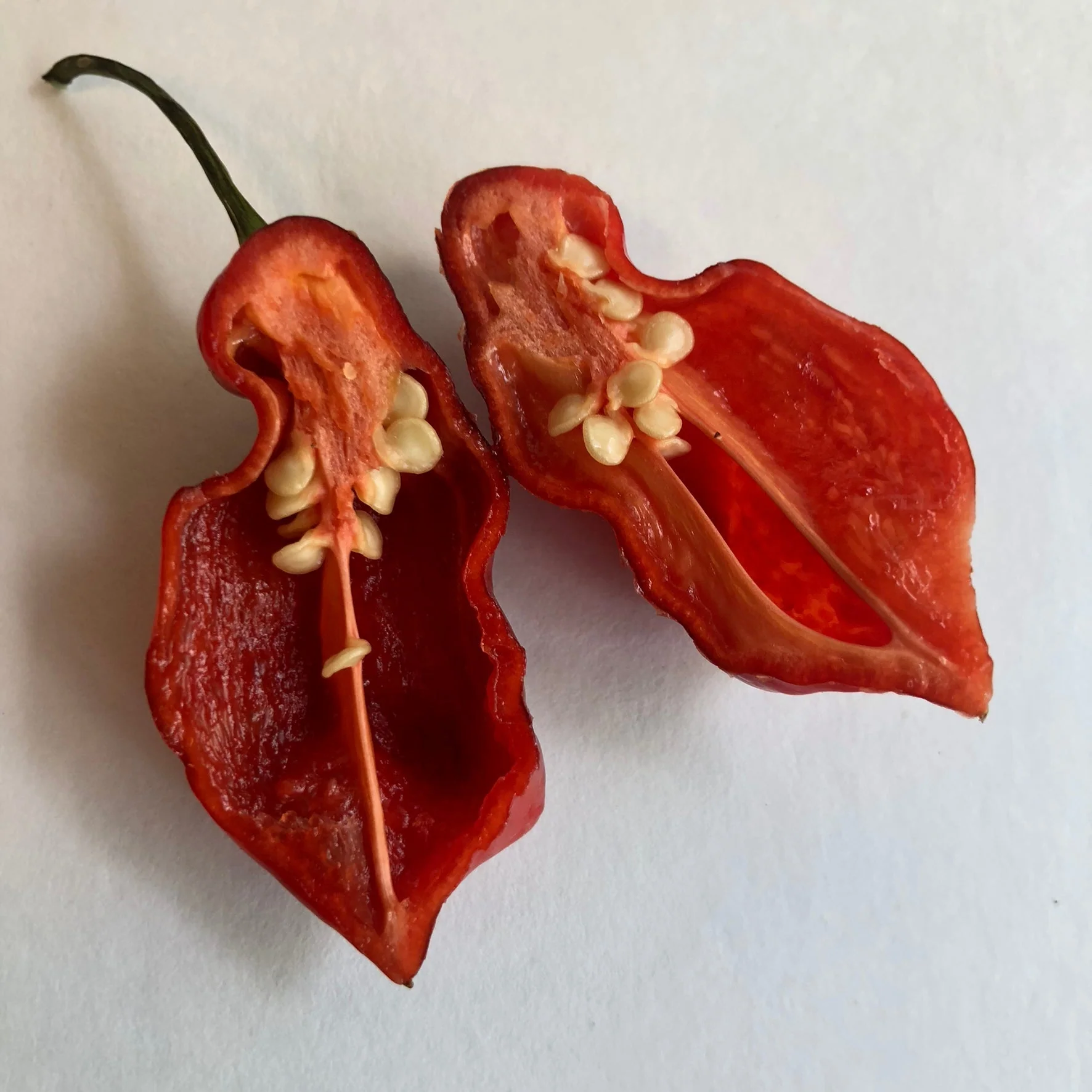Bhut Jolokia x Pimenta de Neyde - Seeds - Image 6