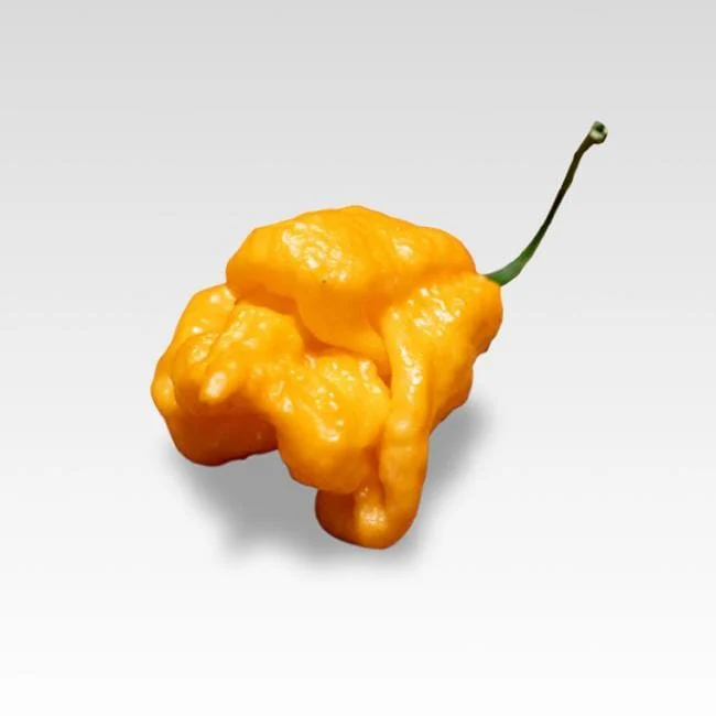 Bhut Orange Copenhagen Seeds - Image 3